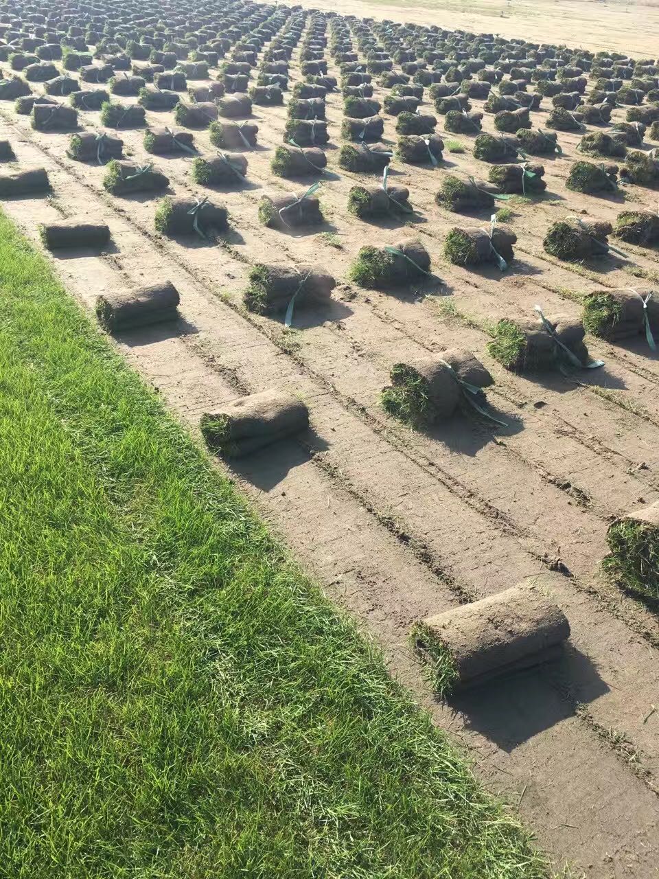 黑麦草黑麦草混播种植基地-哪家好-批发-供应