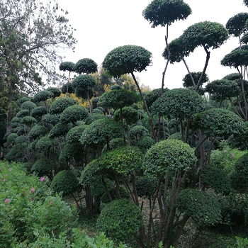 河南鄢陵景观造型树图片