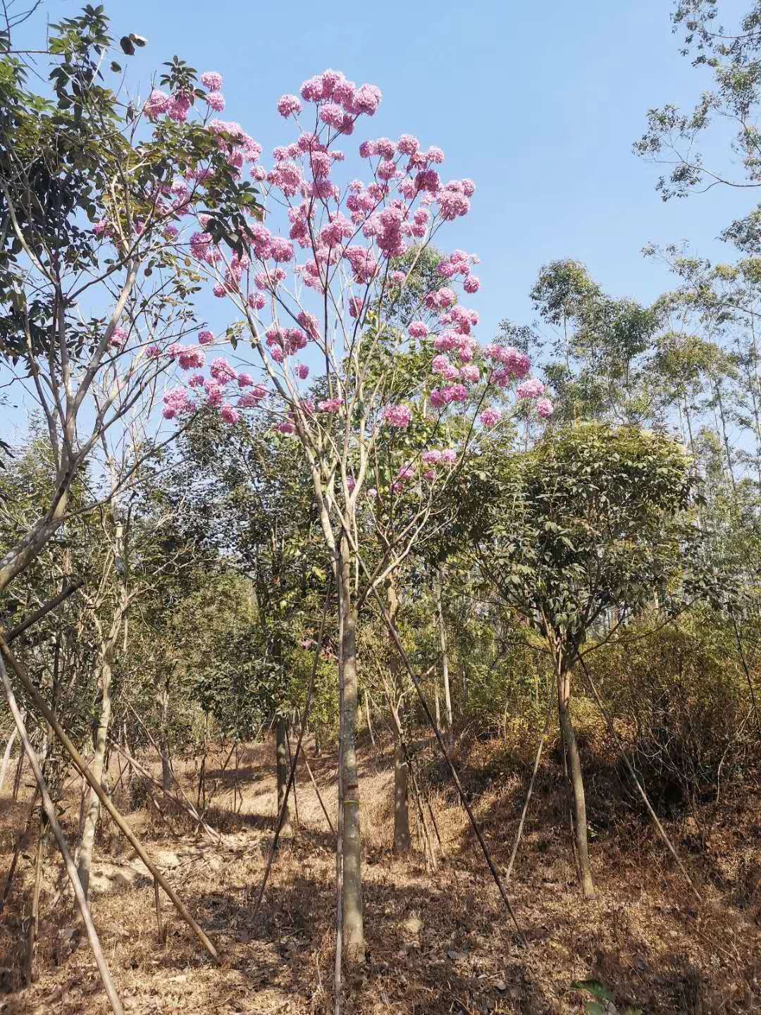 紫花风铃木10-12公分紫花风铃木 自家苗圃出售各种规格紫花风铃木 量大优惠