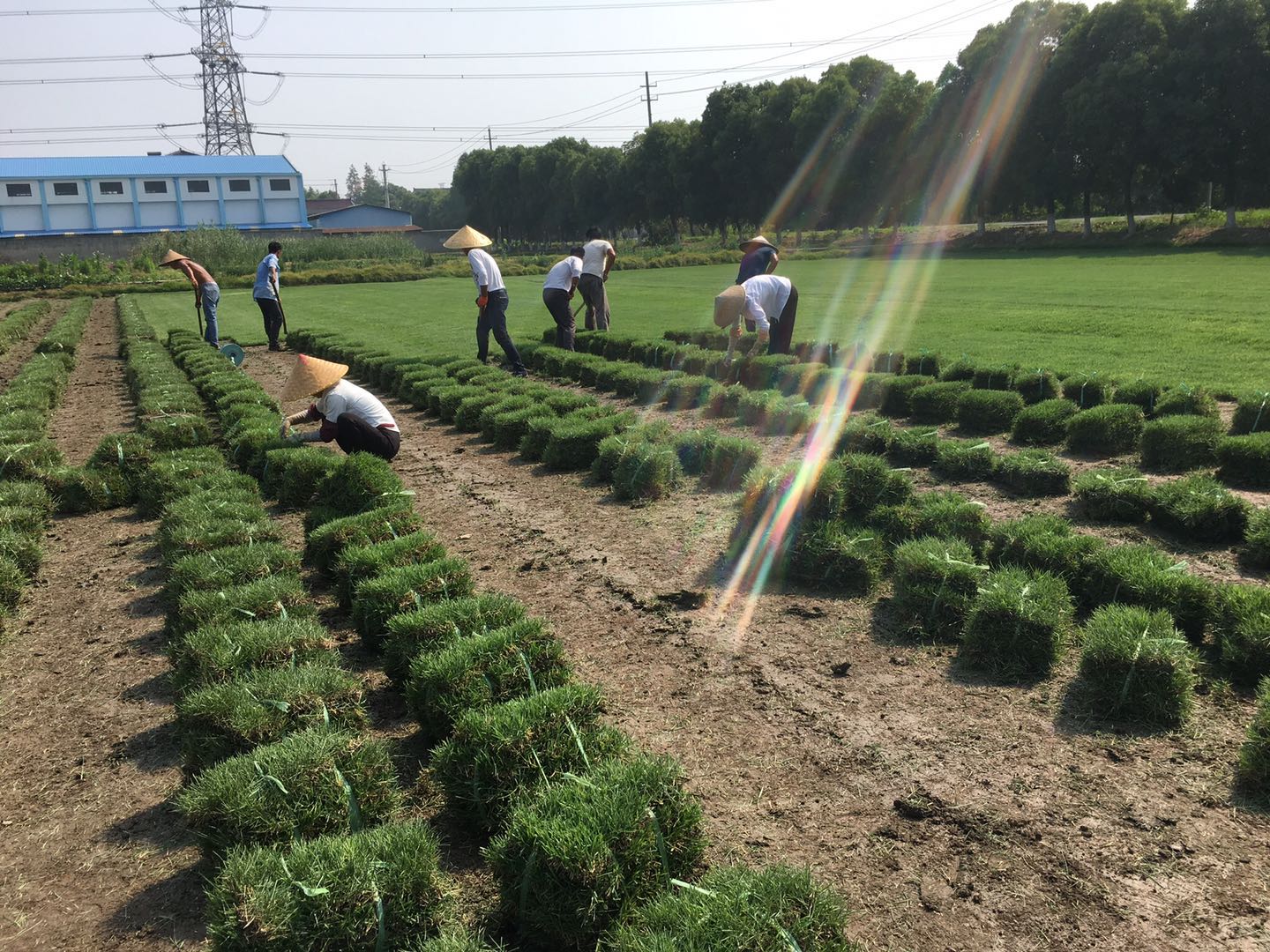 中华结缕草厂家供应 中华结缕草批发价格