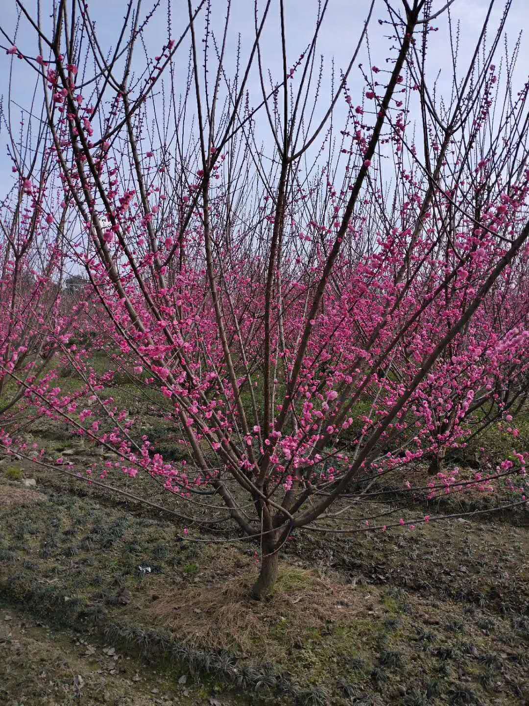 重庆低分枝梅花树种植基地销售批发价格 高存活率图片