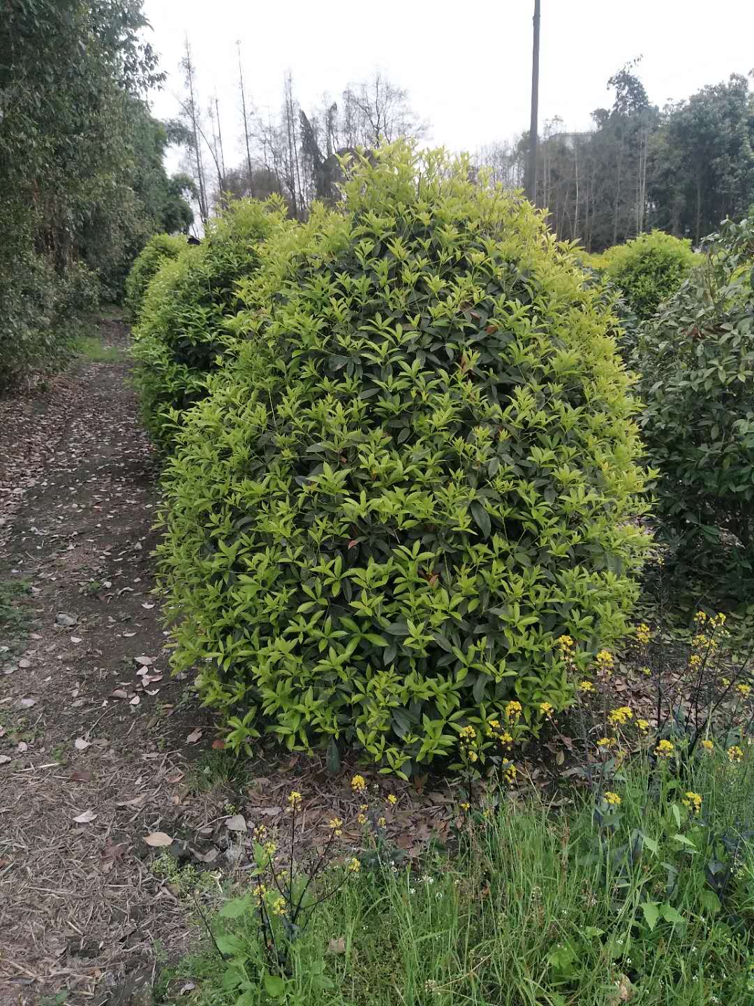 广东广州10-20公分桂花种植基地直销价格 高存活率图片