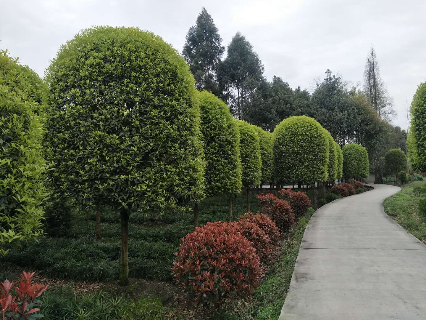 桂花广东广州10-20公分桂花种植基地直销价格 高存活率