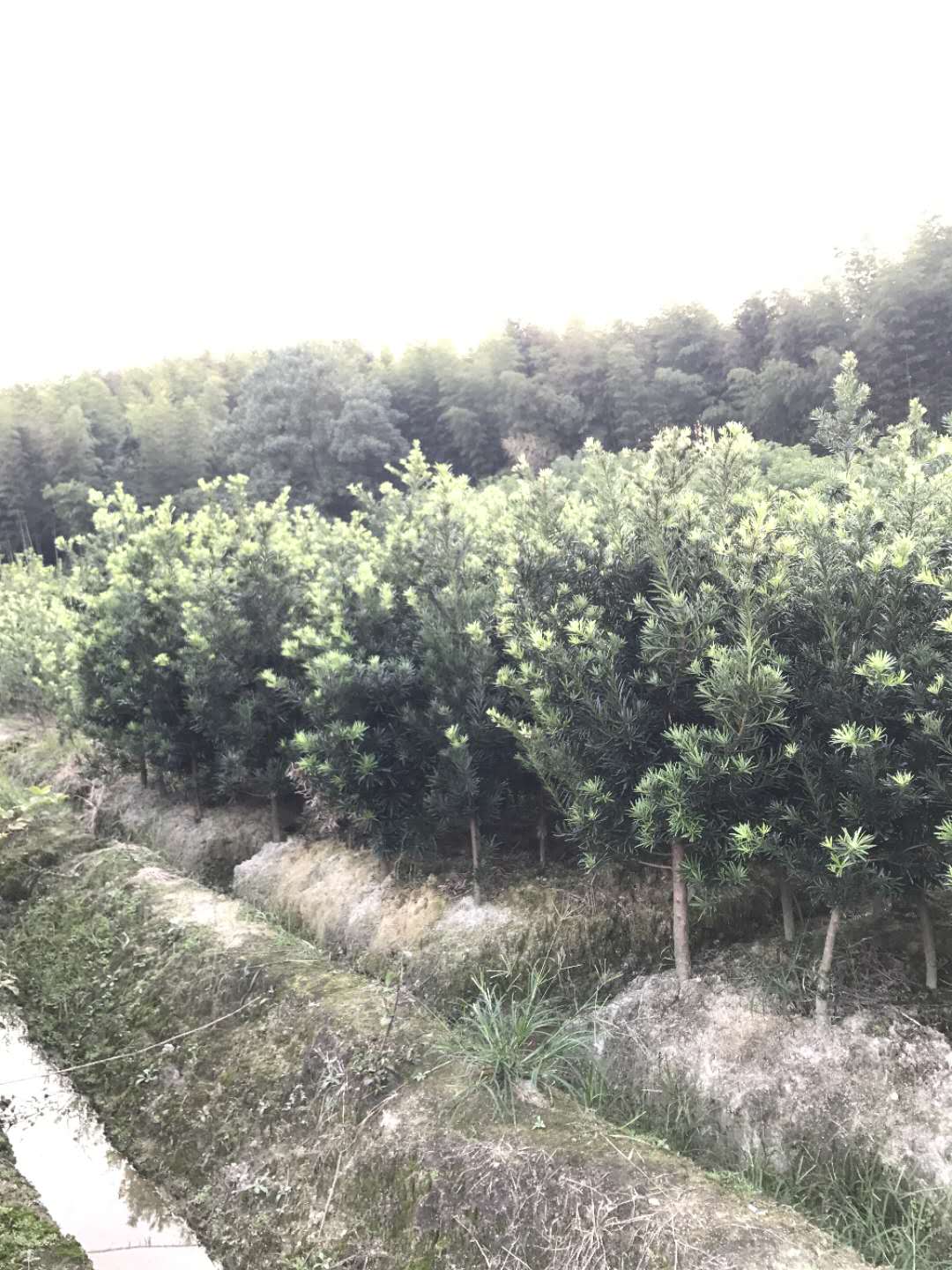 福建红豆杉批发、基地直销、价格、种植基地【奉新县吉吉苗木基地】图片