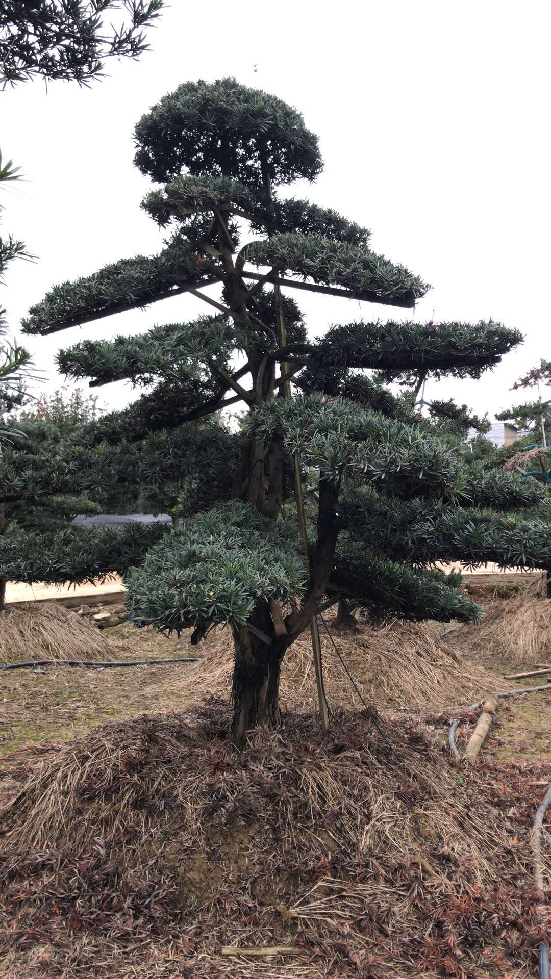 【奉新县吉吉苗木基地】-苗木热销全国-联系电话13392877770图片