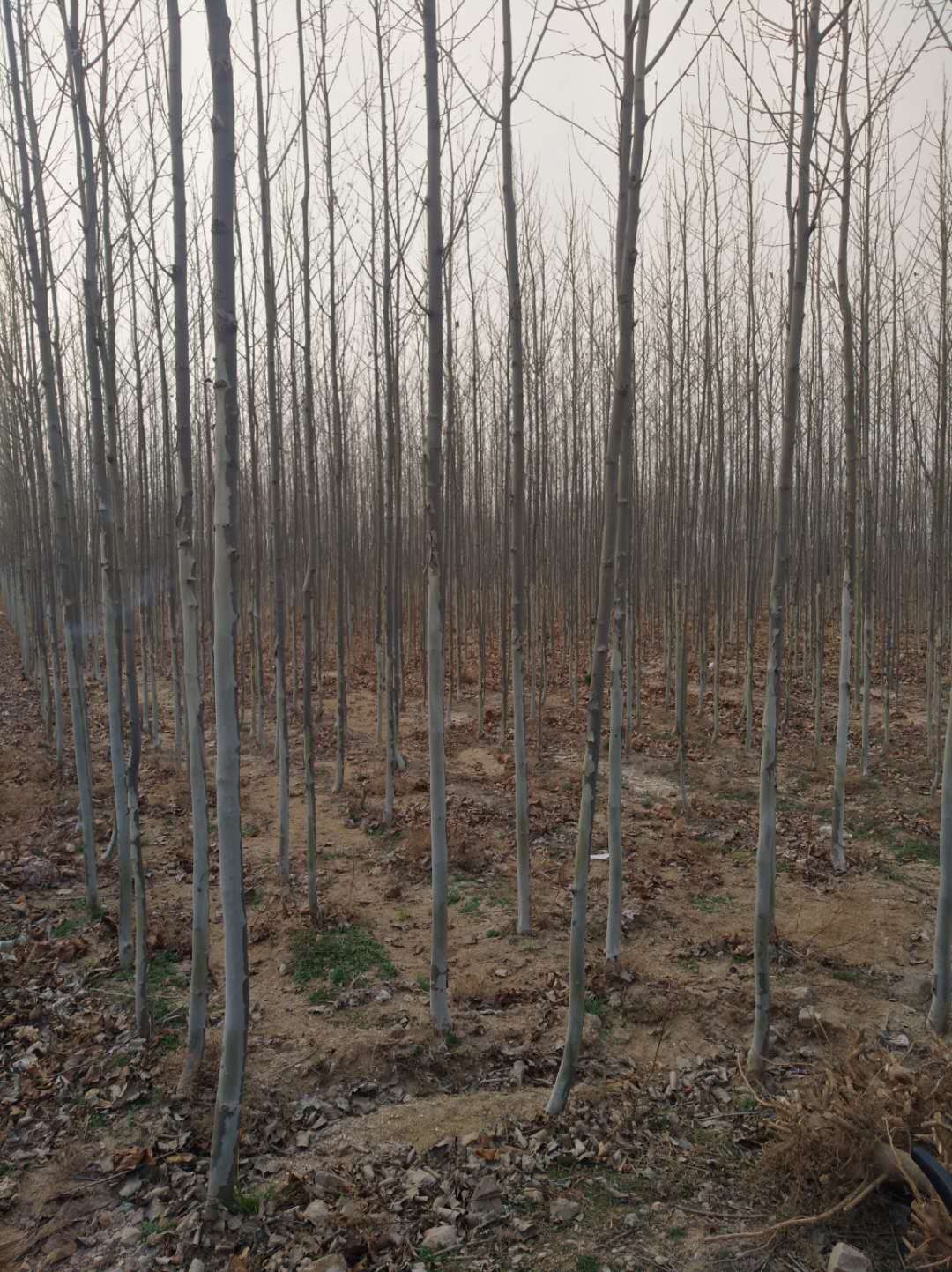 山西香花槐种植-价格-批发-哪家好 香花槐图片