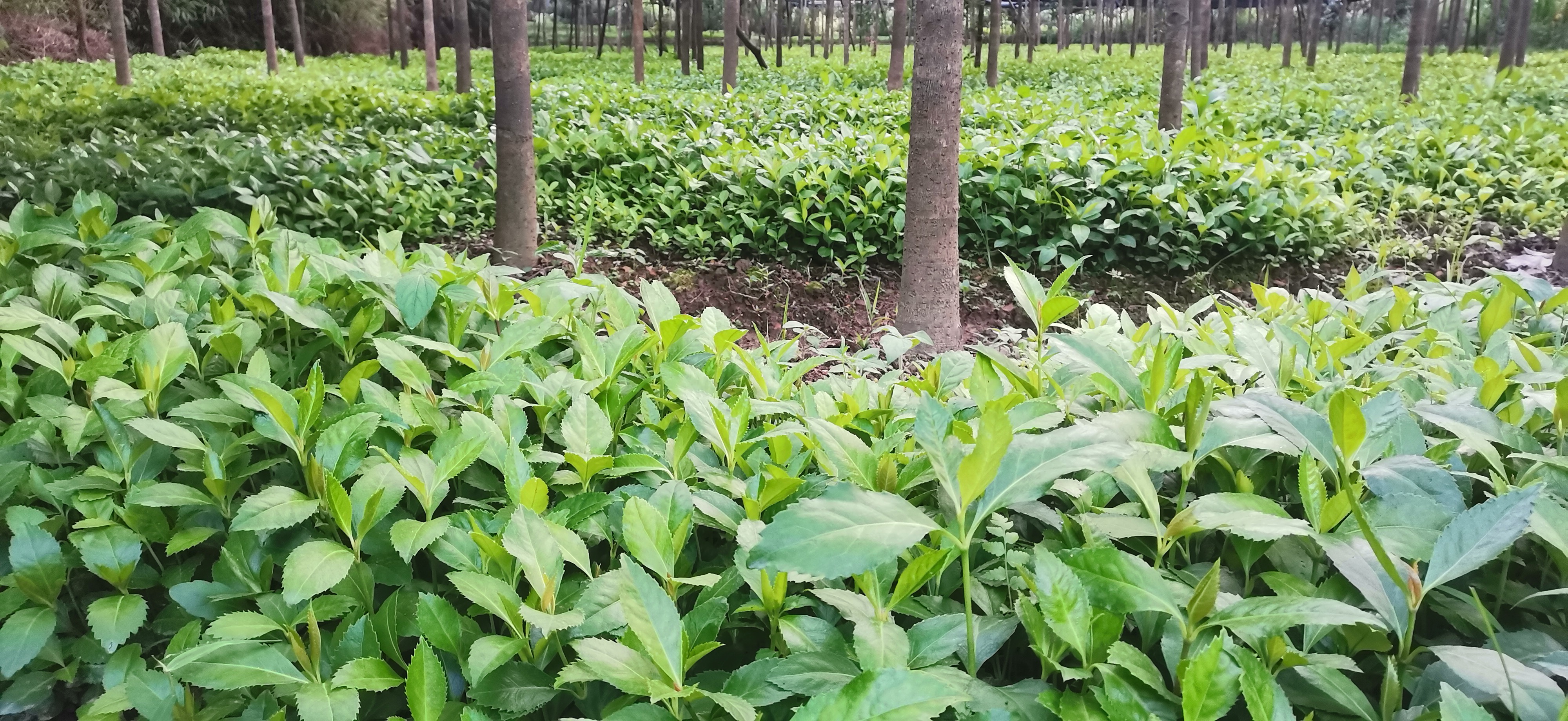 广西农家草珊瑚种子 草珊瑚育苗批发价格 草珊瑚苗圃种植基地 草珊瑚价格 批销优质草珊瑚种苗图片