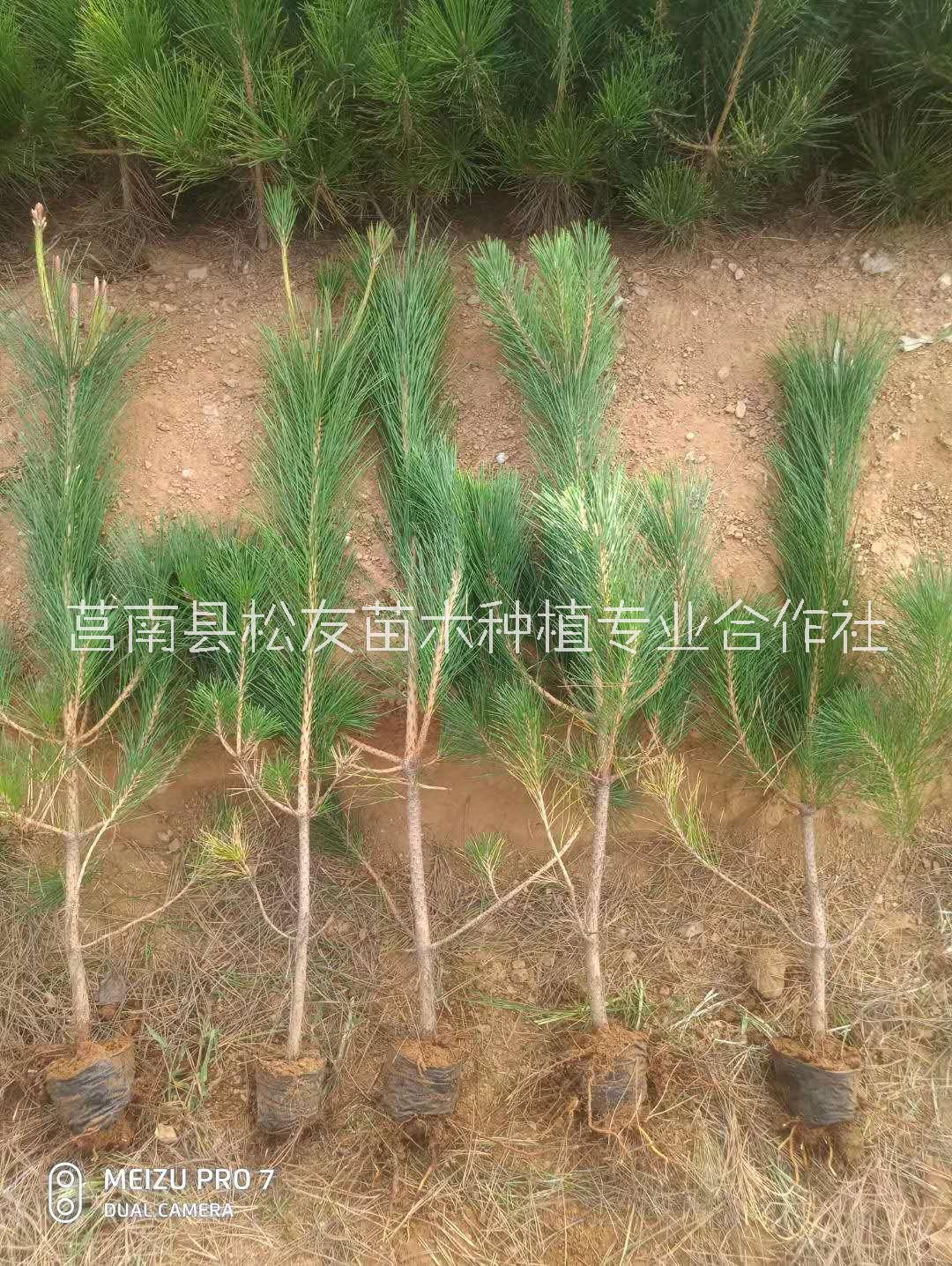 临沂市80高的黑松苗厂家