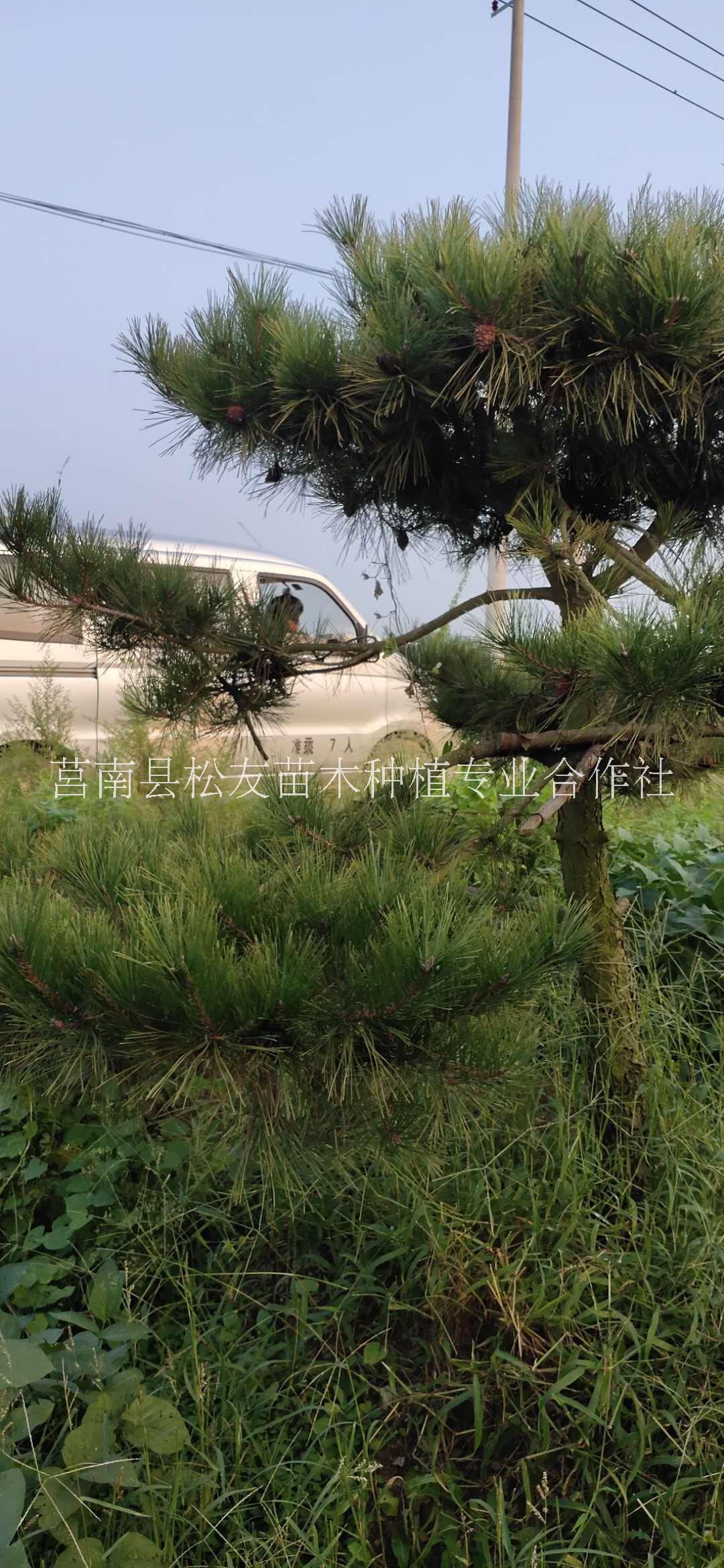 杭州黑松造型树基地电话 黑松造型树种植图片