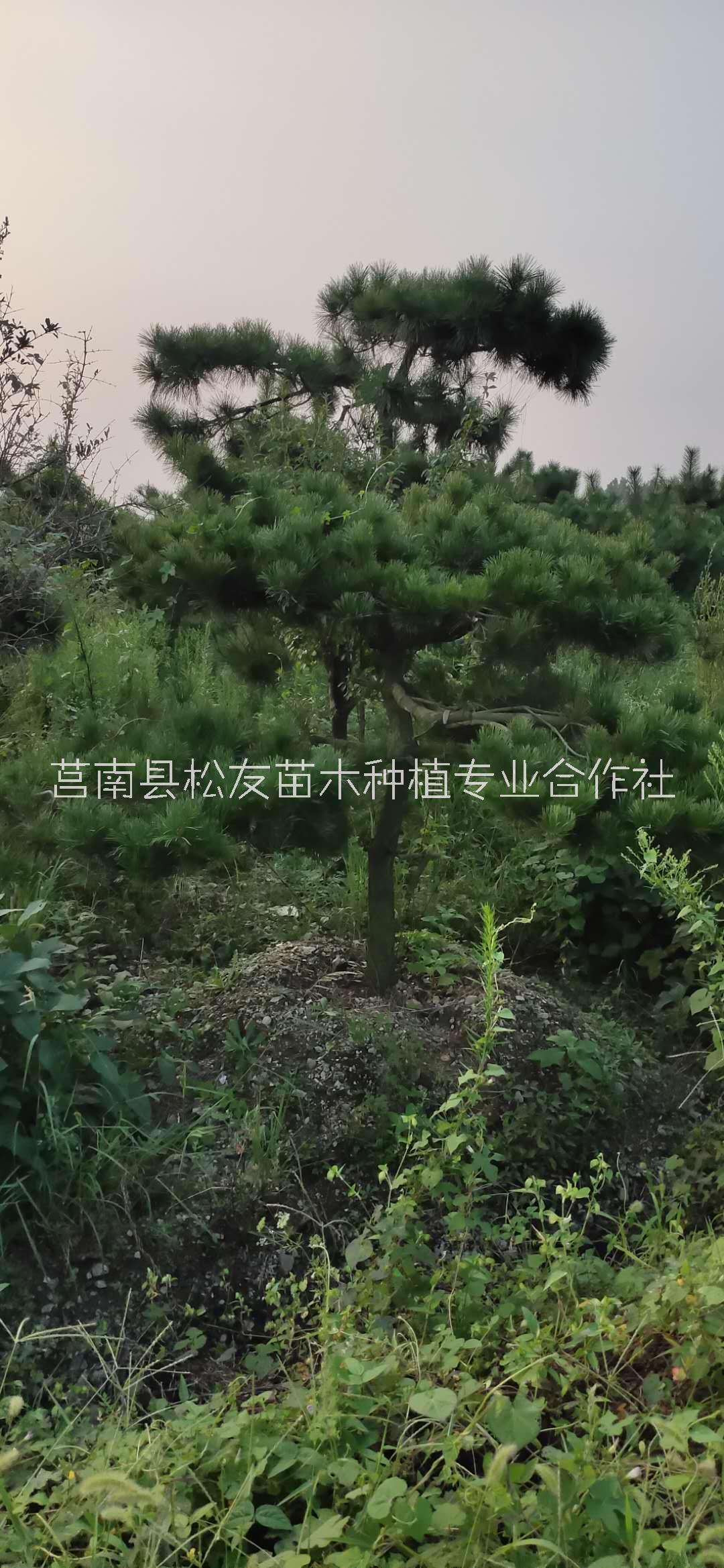 造型黑松树种植户-临沂造型黑松树价格