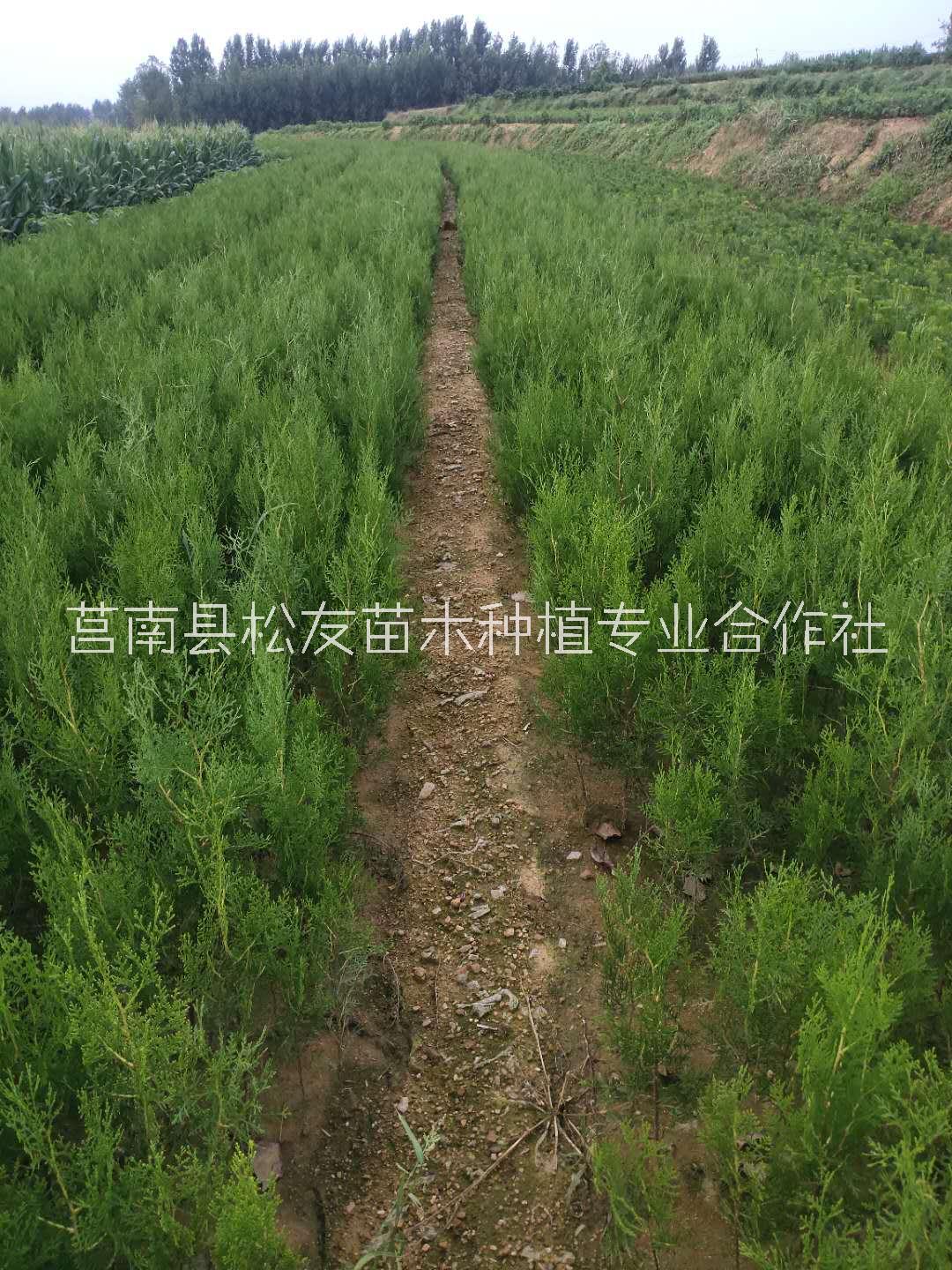 侧柏苗种植基地、批发、价格图片