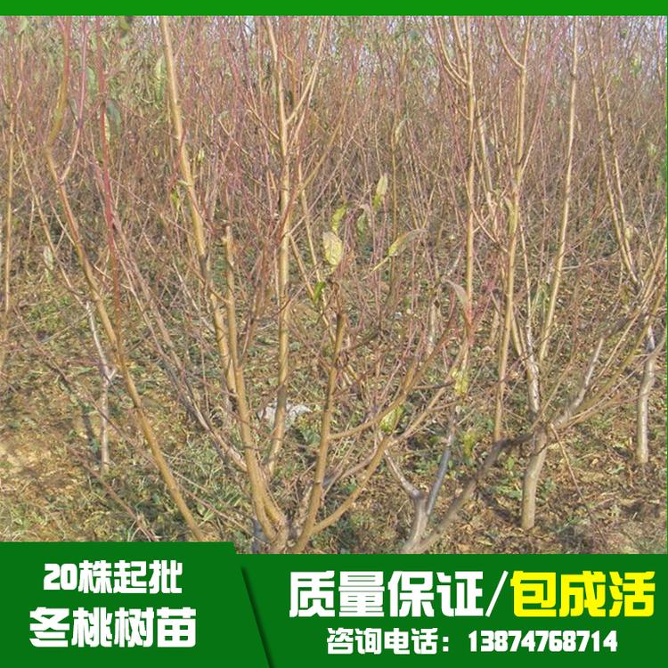 湖北冬桃树苗基地直销、批发、价格、大量供应【祁阳县旺龙种植合作社】图片