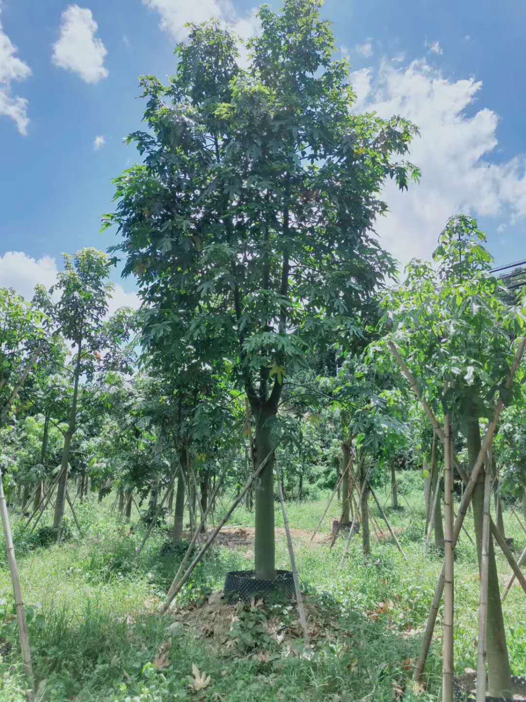 广东基地供应 澳洲火焰木 火焰木树 火焰木袋苗 各种规格齐 价格优惠【漳浦县官浔镇景森苗木场】图片