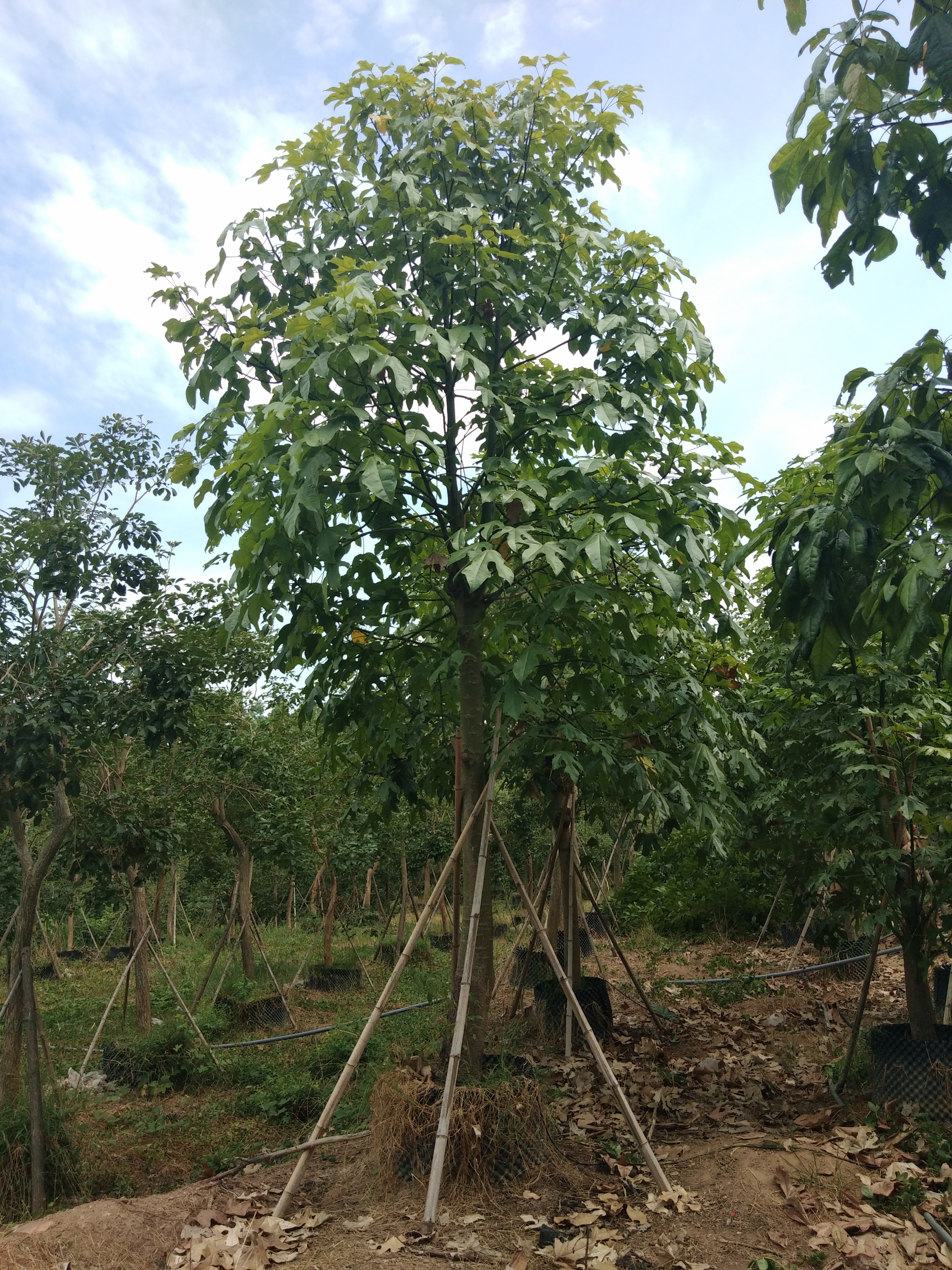 漳州市火焰木袋苗厂家广东基地供应 澳洲火焰木 火焰木树 火焰木袋苗 各种规格齐 价格优惠【漳浦县官浔镇景森苗木场】