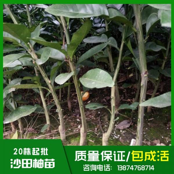 云南沙田柚苗基地直销、批发、价格、大量供应【祁阳县旺龙种植合作社】图片