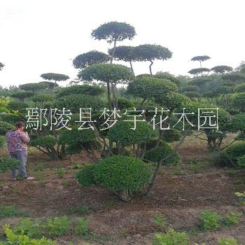 造型苗木树种植基地电话图片