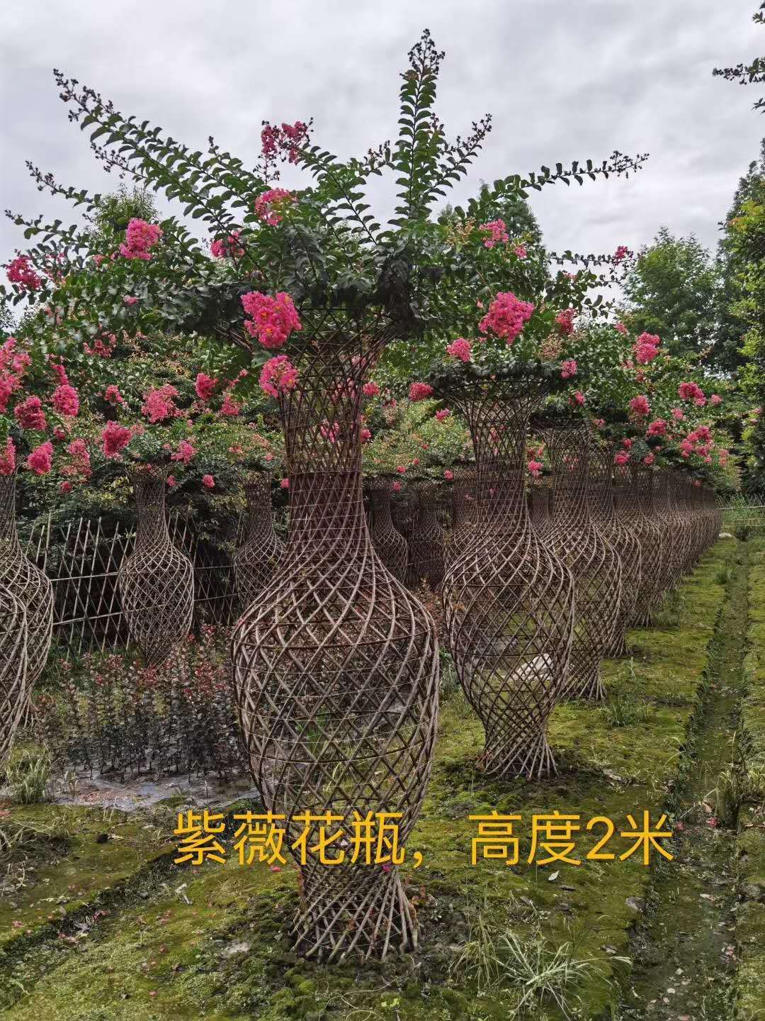 紫薇造型花瓶价格 海棠造型花瓶供应 山东紫薇海棠种植基地图片