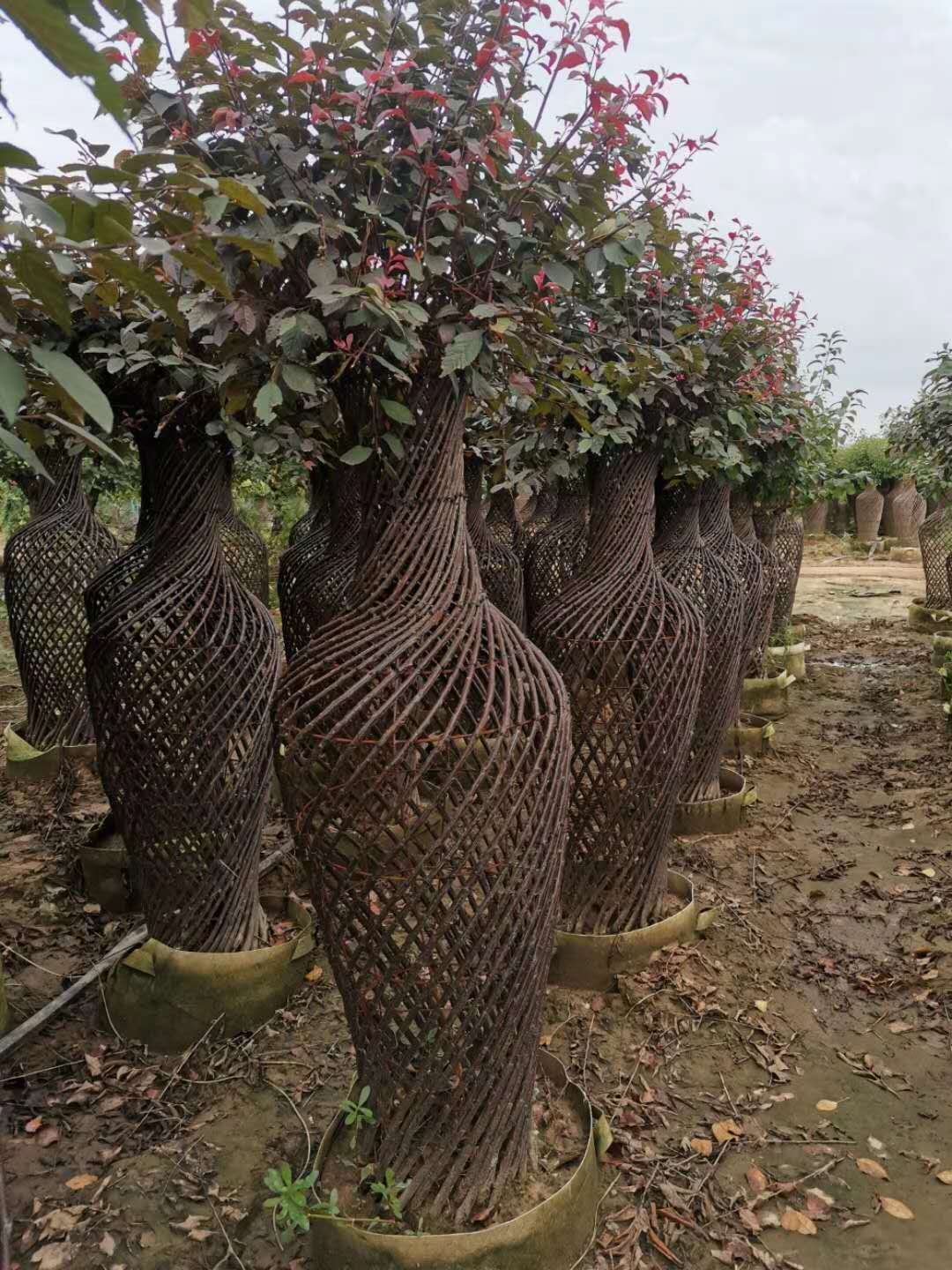 海棠造型花瓶价格 紫薇造型花瓶供应 山东紫薇海棠种植基地图片