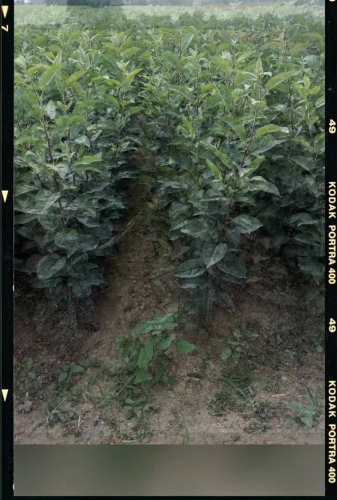 甜茶苗 甜茶苗沂蒙野生海棠苗，嫁接苹果苗砧木