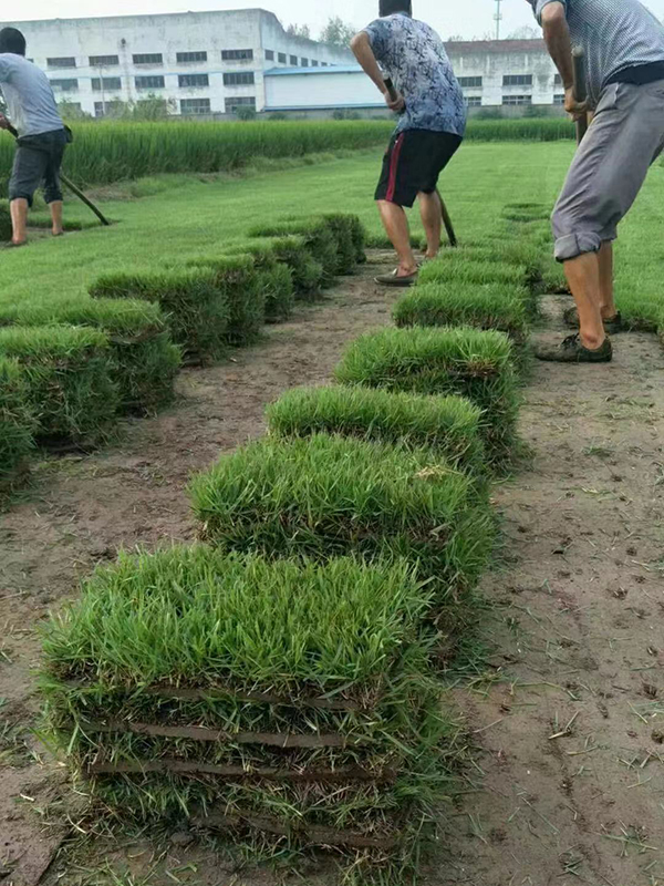 安徽中华结缕草基地-安徽中华结缕草批发价格-【民泽草坪苗木种植基地】