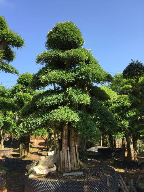 湖南精品造型椤木石楠基地-价格-批发-哪里有卖图片