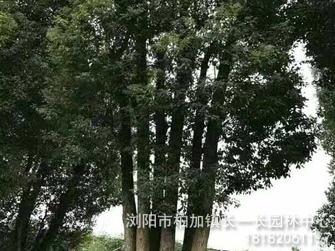 香樟厂家报价 香樟供应  香樟价格优惠图片