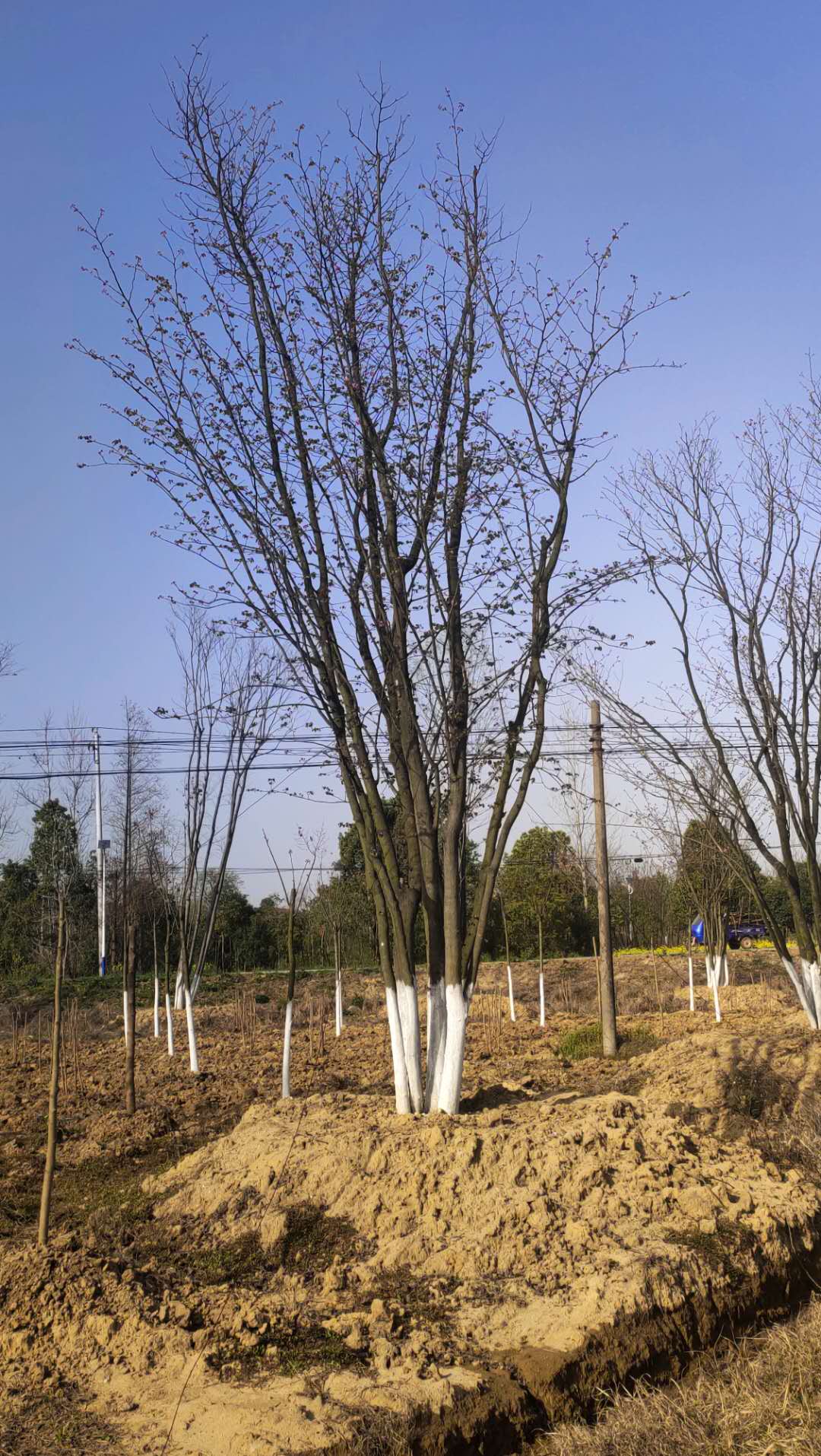 湖北巨紫荆基地、多少公分、价格、批发、供应商【荆州区绿韵苗木种植经营部】