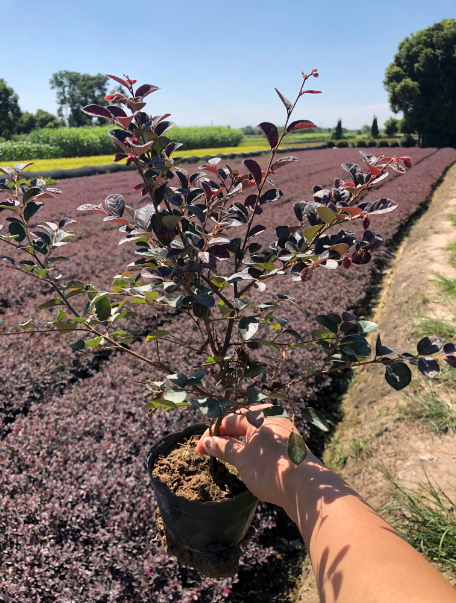 湖北红花继木大杯苗基地 、价格、  供应、批发【金华市清萌园林绿化有限公司】