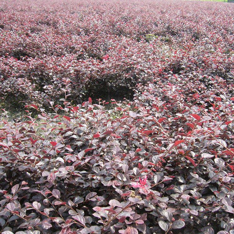 红花继木大杯苗湖北红花继木大杯苗基地 、价格、  供应、批发【金华市清萌园林绿化有限公司】