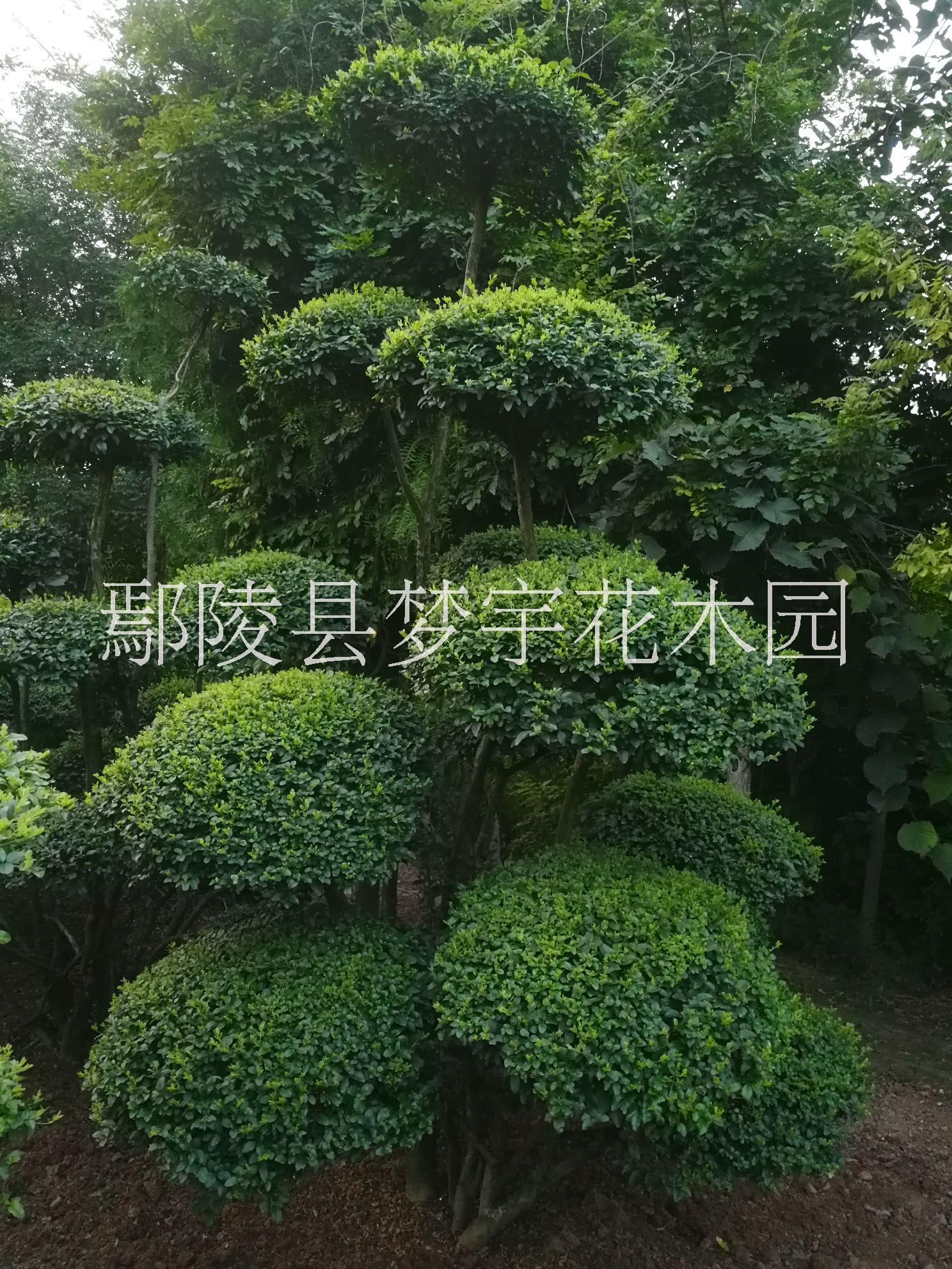 河南植物造型树基地供应商图片