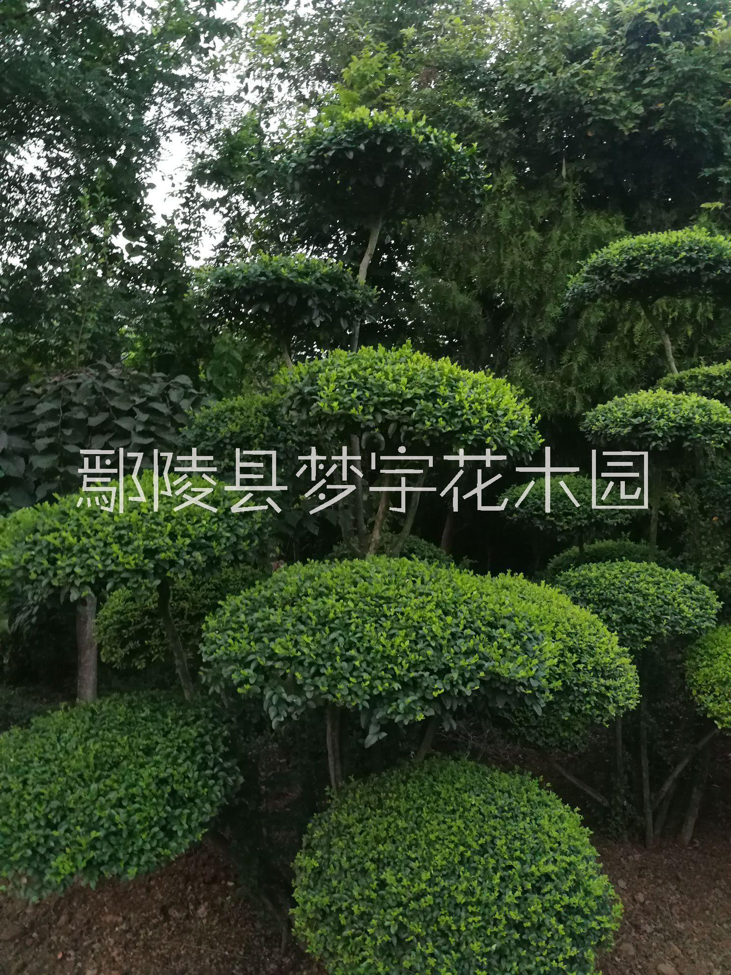 造型小葉女貞圖片/造型小葉女貞樣板圖 (2)