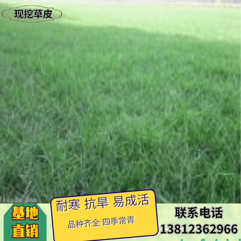 江苏果岭草种植基地、批发、供应商、价钱 【句容市林丽草坪苗木有限公司】图片