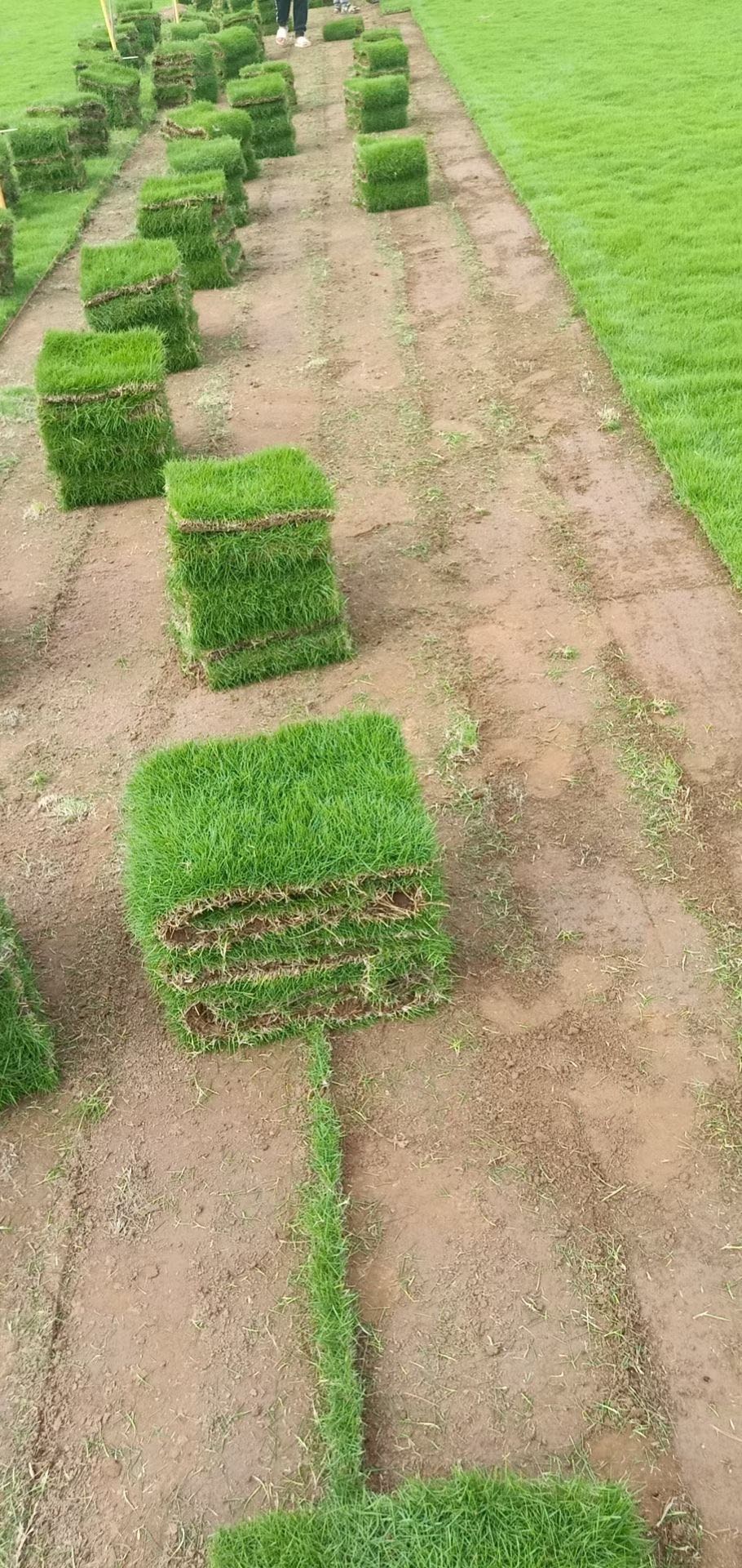 广州马尼拉草种植基地 台湾草价格