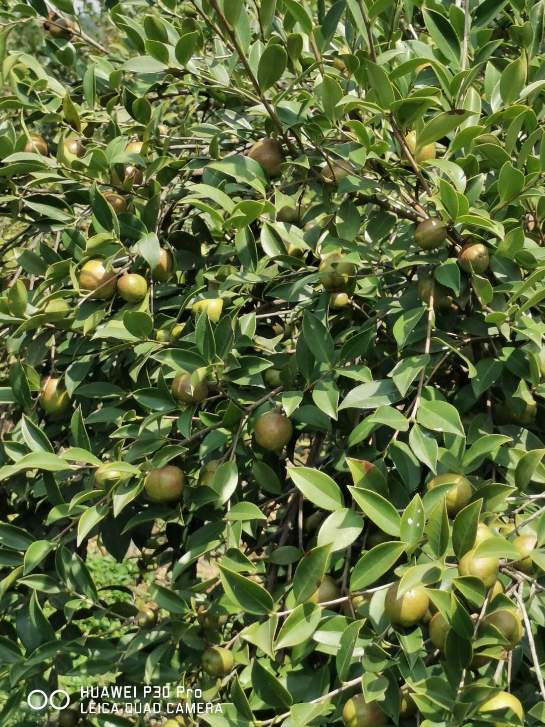 四川油茶苗繁育基地-四川油茶苗苗木种植基地-四川油茶苗哪个品种好