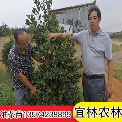 广东良种油茶苗培育基地-广东良种油茶苗销售-广东良种油茶苗价钱