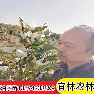 桂林市重庆油茶苗繁育基地厂家重庆油茶苗繁育基地-重庆油茶苗苗木种植基地-重庆油茶苗哪个品种好