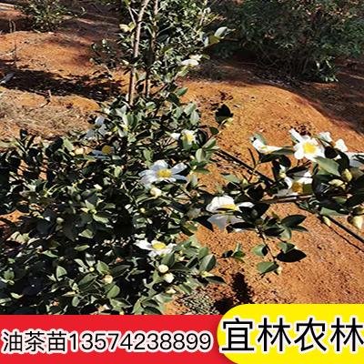 大果油茶苗出售，哪里有大果油茶苗销售，大果油茶苗基地批发图片