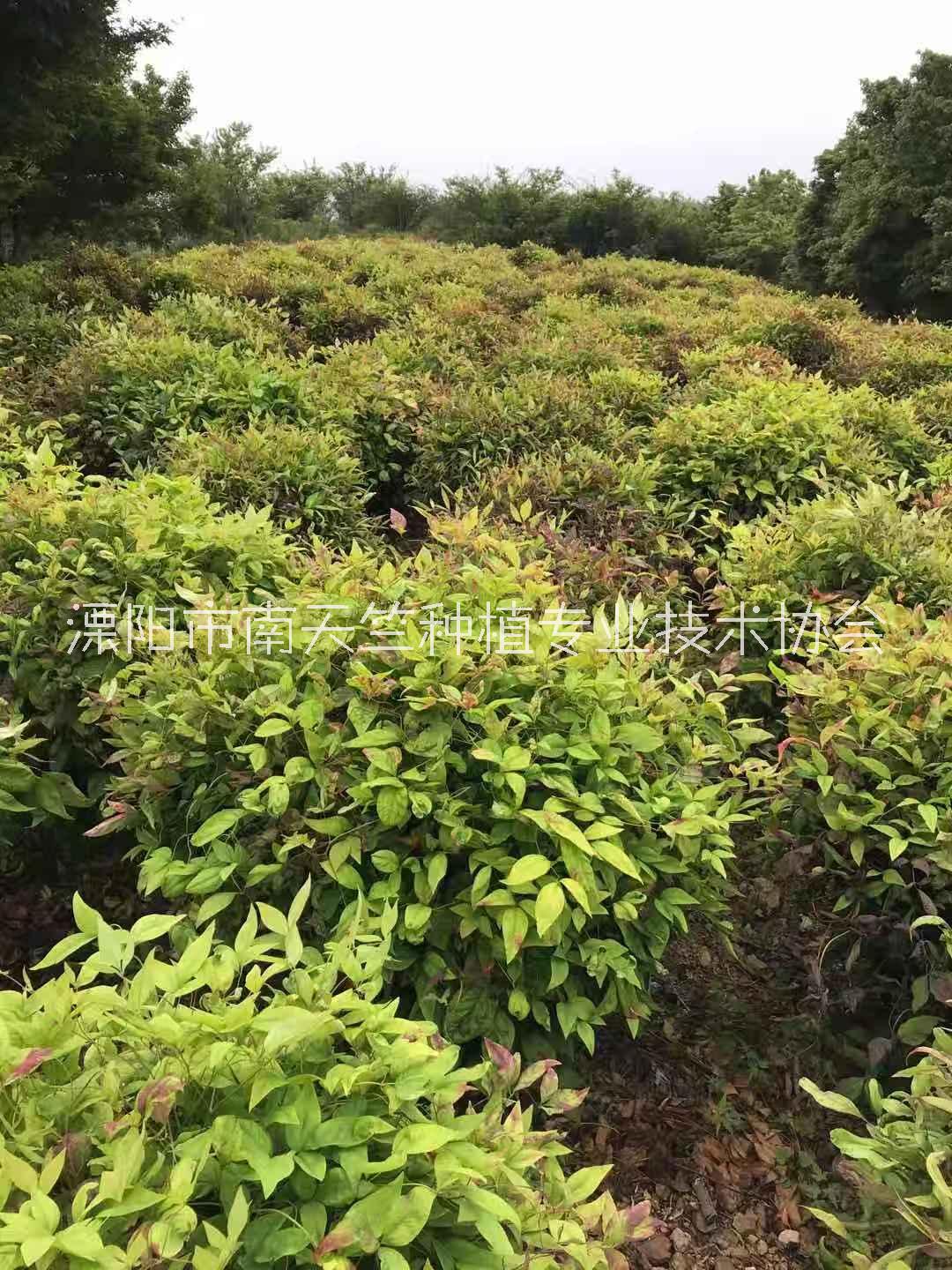 陕西火焰南天竹基地批发_供应商热线_种植园_报价【溧阳市南天竺种植技术协会】