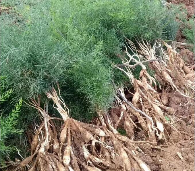 中药材天冬种苗出售，天冬种植基地直发，量大从优