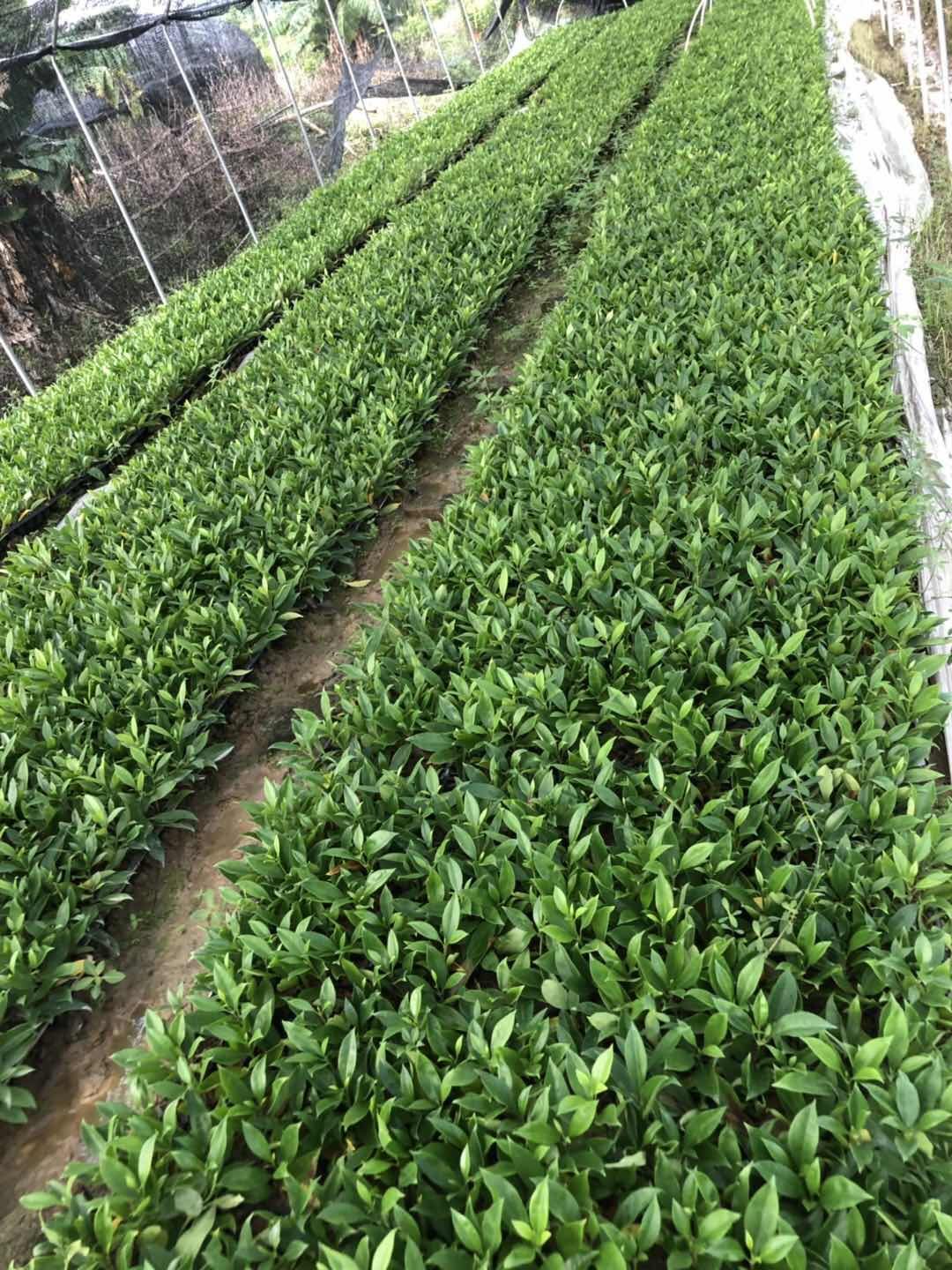 非洲茉莉  茉莉苗