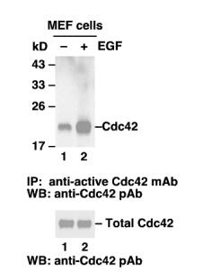 Cdc42活性抗體80701圖片