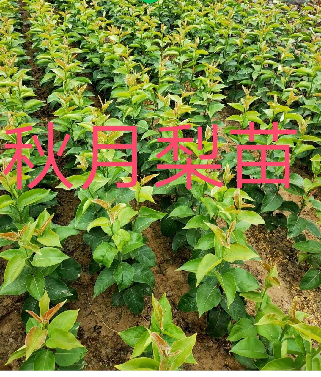 临沂市晚秋黄梨苗爱宕梨苗厂家山东 晚秋黄梨苗爱宕梨苗，皇冠梨苗繁育场