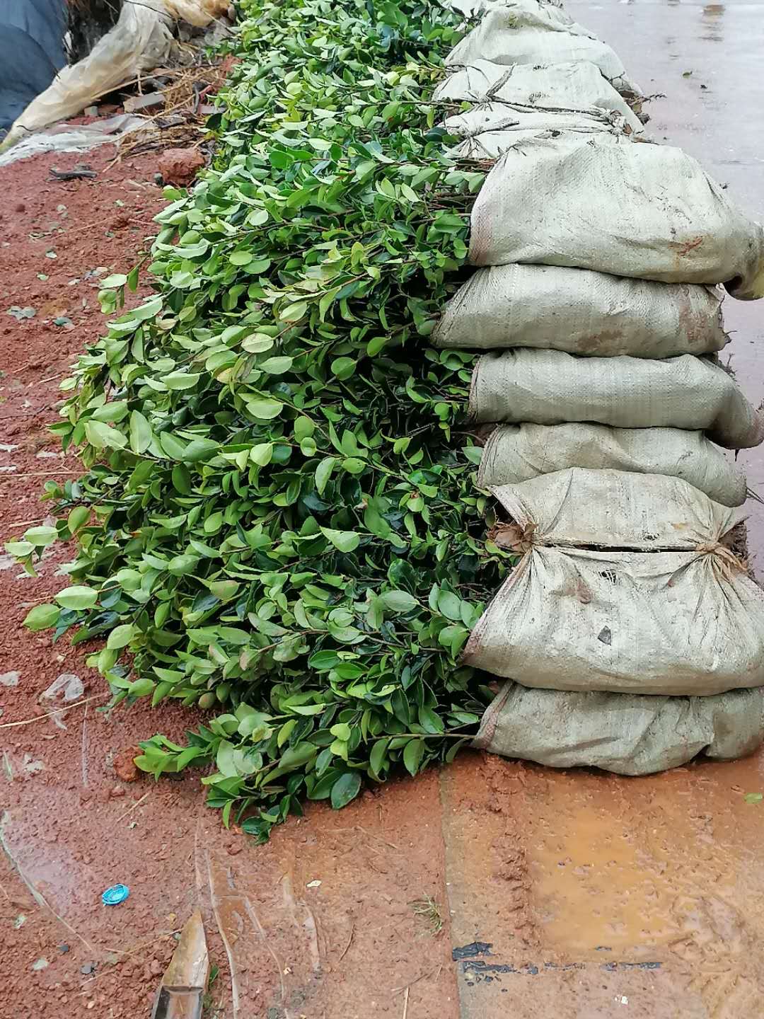 江西长林油茶苗批发、价格、基地直销、大量供应【高产油茶苗合作社】