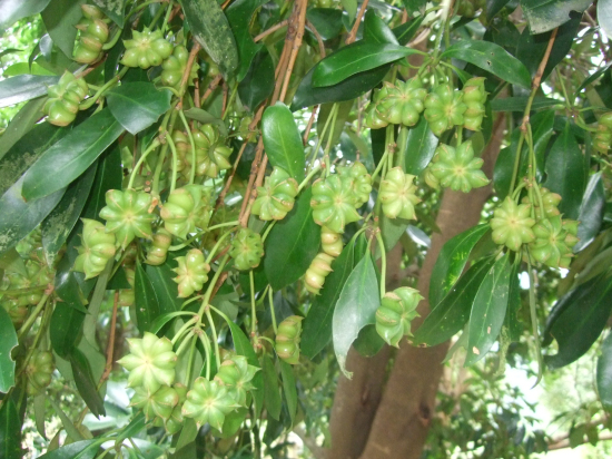 供应八角树和肉桂树油茶树产地 玉林芭蕉树批发图片