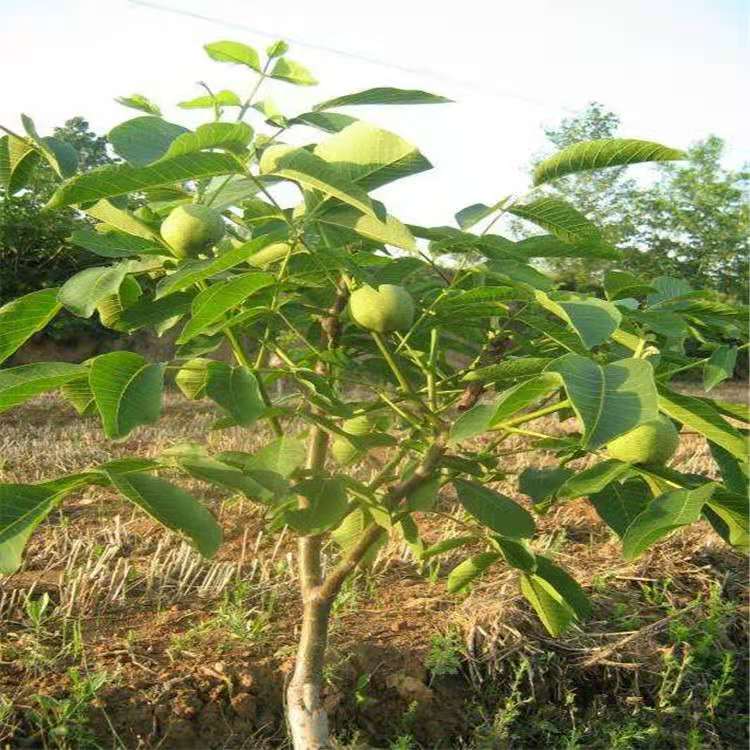 基地批发优质嫁接核桃苗 香玲薄皮核桃8518核桃树苗 欢迎选购图片