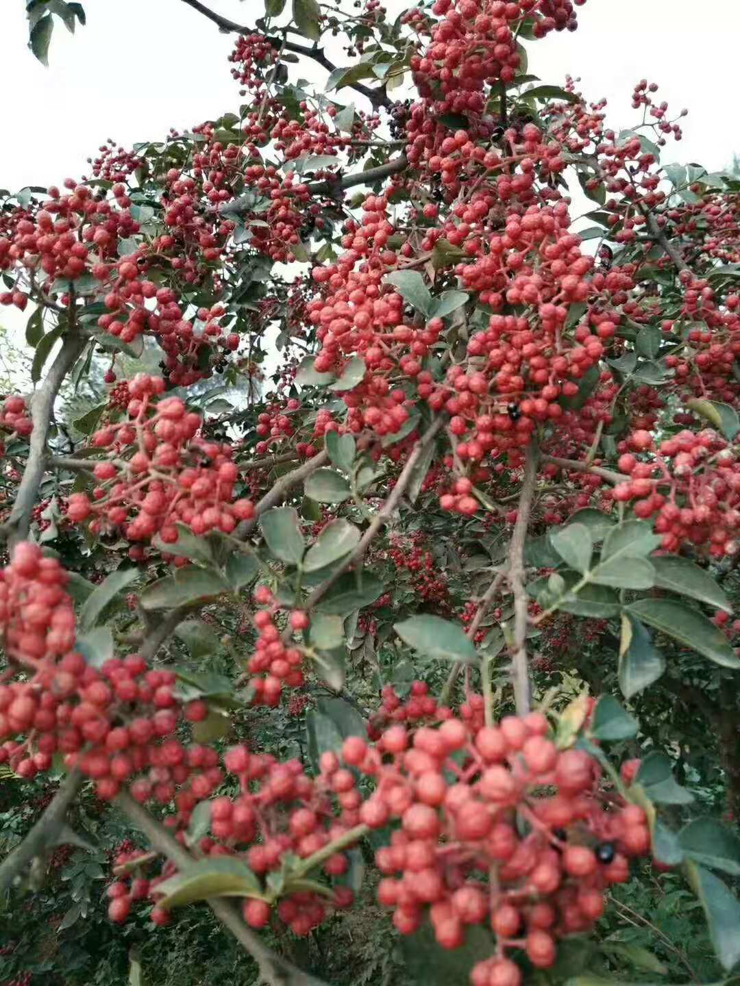 泰安市花椒苗厂家