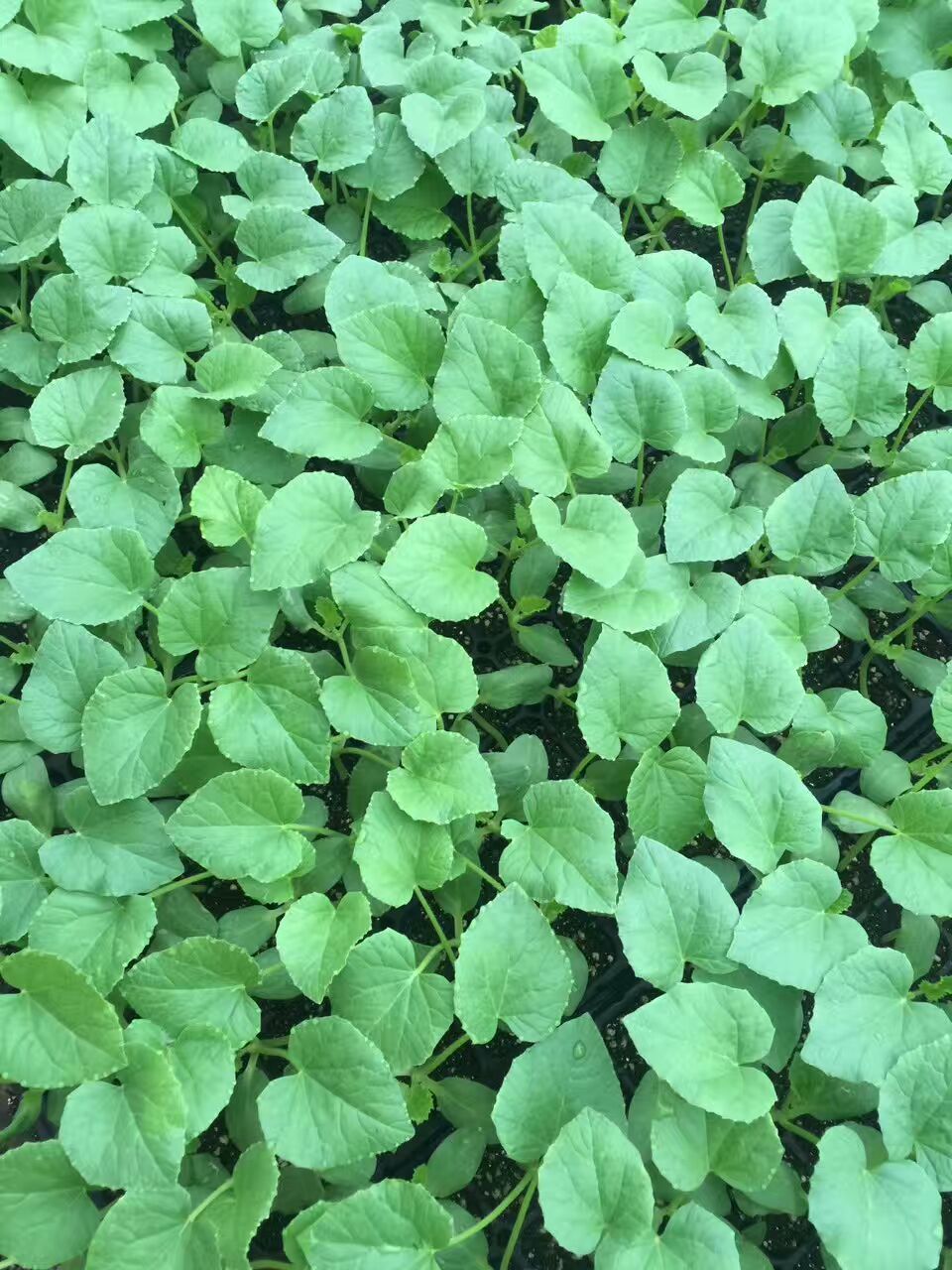 甜瓜圖片/甜瓜樣板圖 (2)