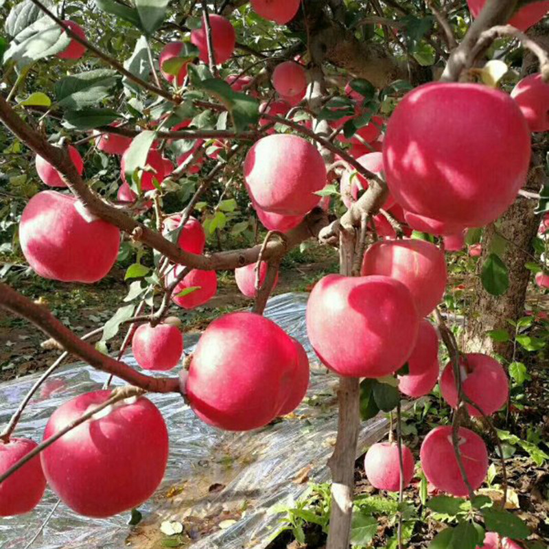 烟台红富士苹果哪家比较甜，红苹果批发价格哪家便宜图片