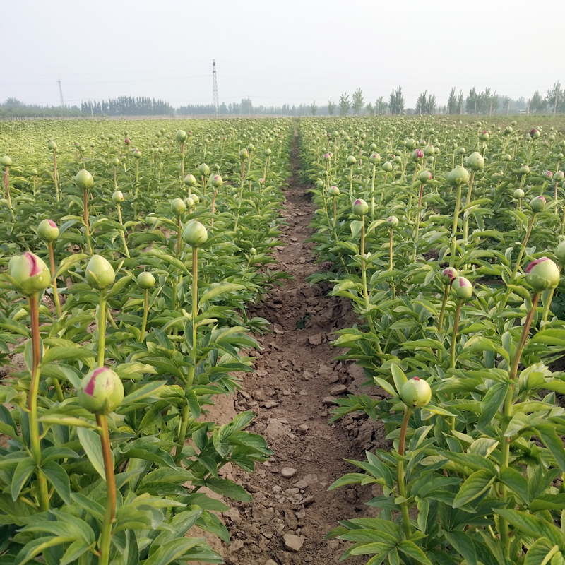 菏泽市芍药厂家