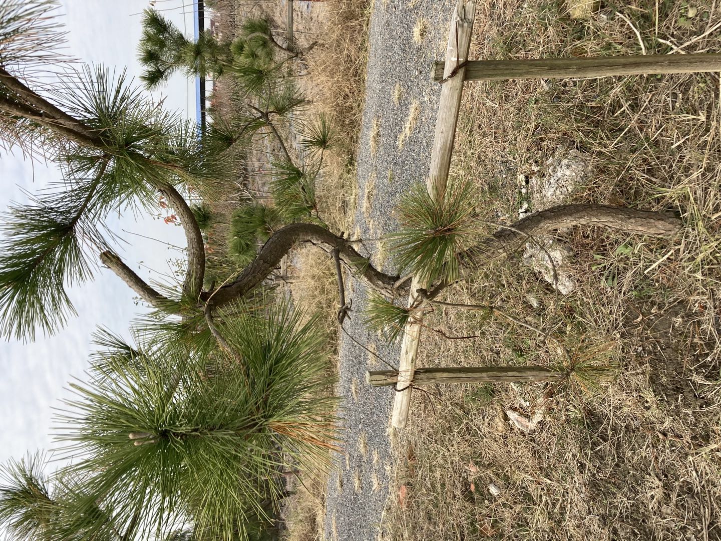 江苏松树批发、报价、种植基地、哪家好【东台市杰佳生态农业发展有限公司】图片